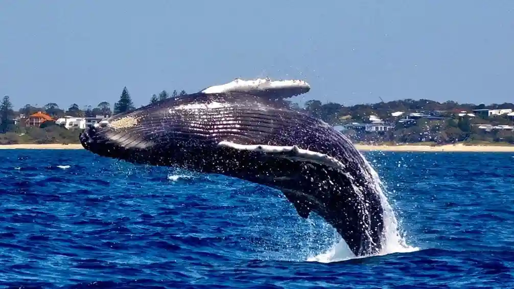 2 heures d'observation des baleines à Sunshine Coast Fournie par Queensland Sea Safaris Pty Ltd