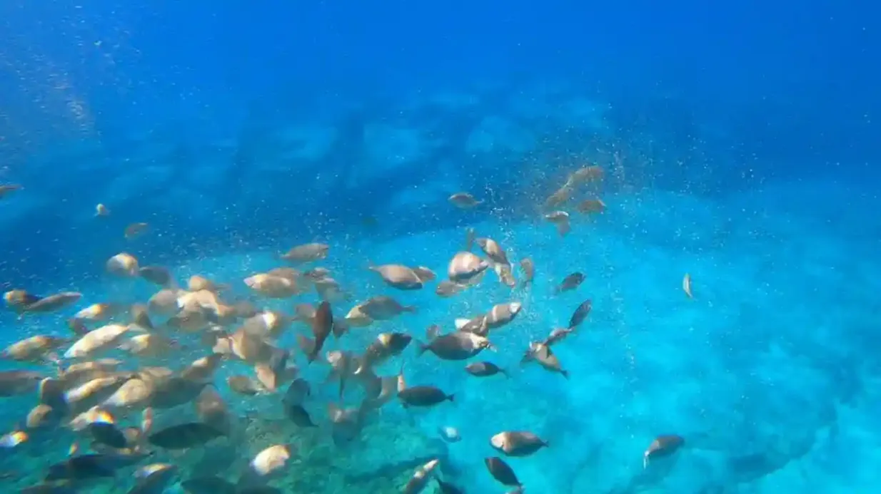 Baía de Saint Paul, Lindos & Navarone Bay: Tour Hipopótamo Submarino