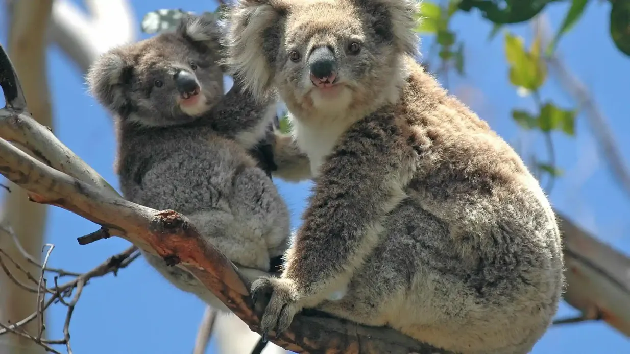 La Grande Route de l'Océan : Excursion en bus d'une journée au départ de Melbourne Fournie par Wine Hop And Coastal Tours