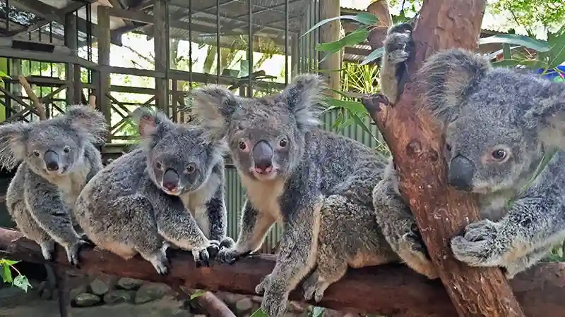 Kuranda: Selva tropical y traslado desde Cairns Operado por Tropic Wings Day Tours