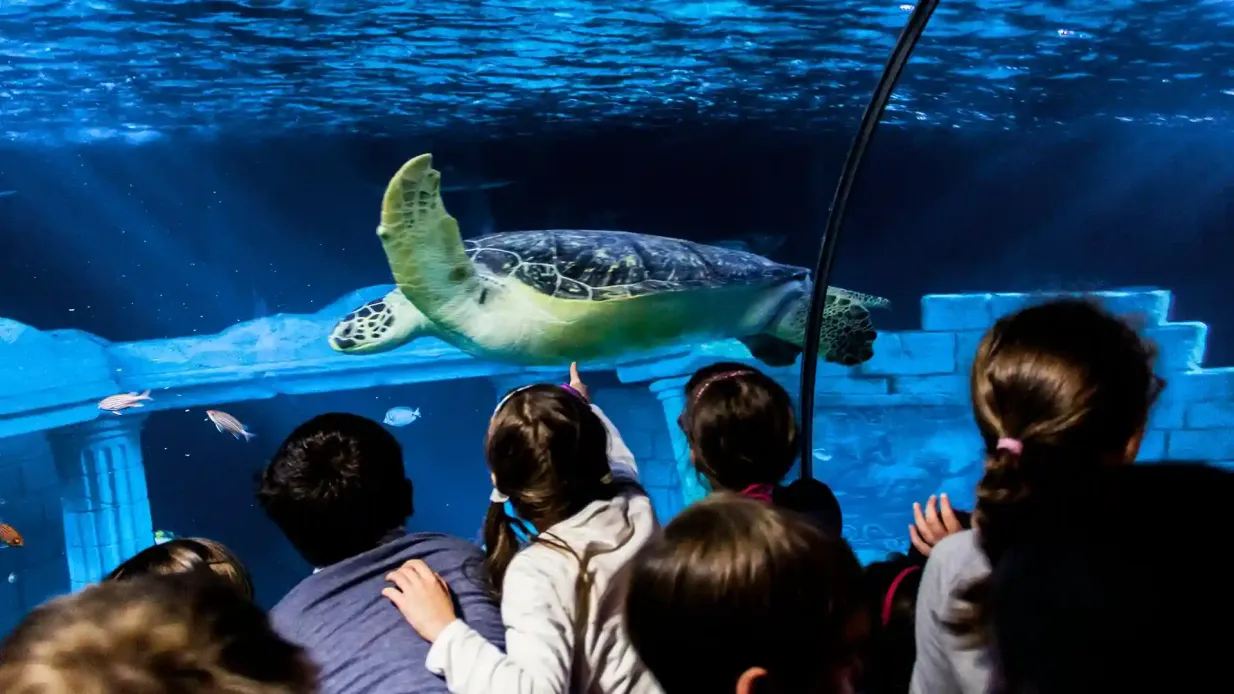 SEA LIFE Porto : pass annuel