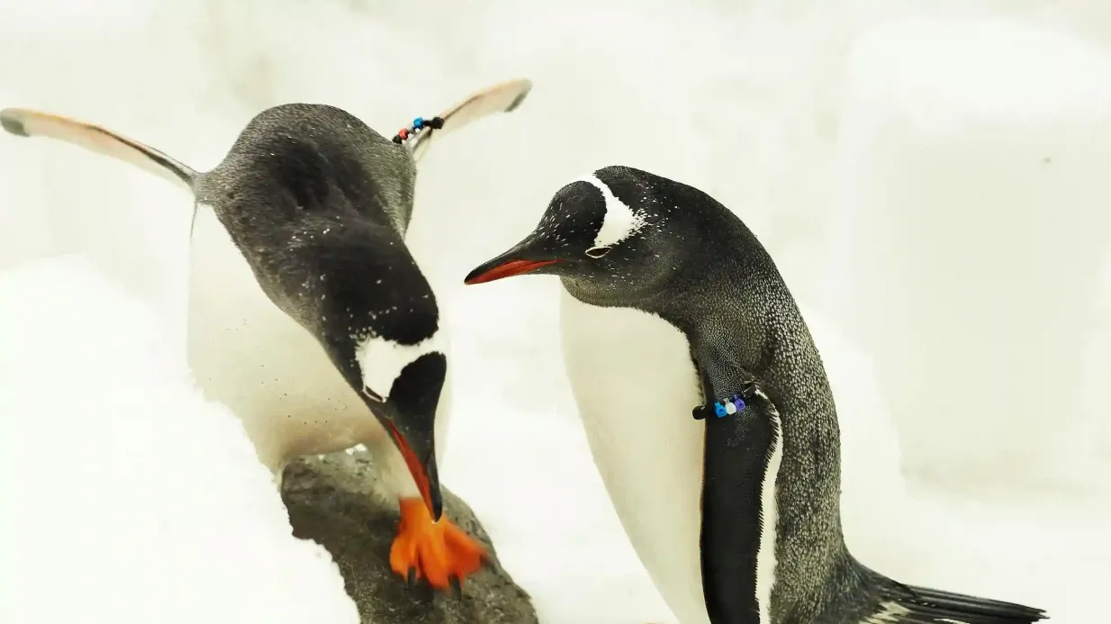 SEA LIFE Melbourne: Experiencia Pasaporte Pingüino