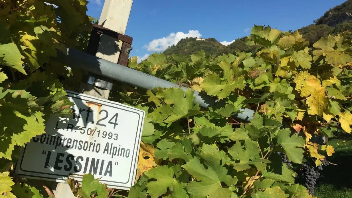 Valpolicella: Food & Olive Oil Tasting + Optional Transportation Provided by Tenuta Santa Maria Valverde