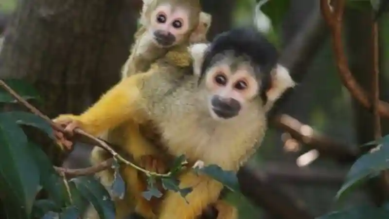 World of Birds Wildlife Sanctuary & Monkey Park : Billet d'entrée