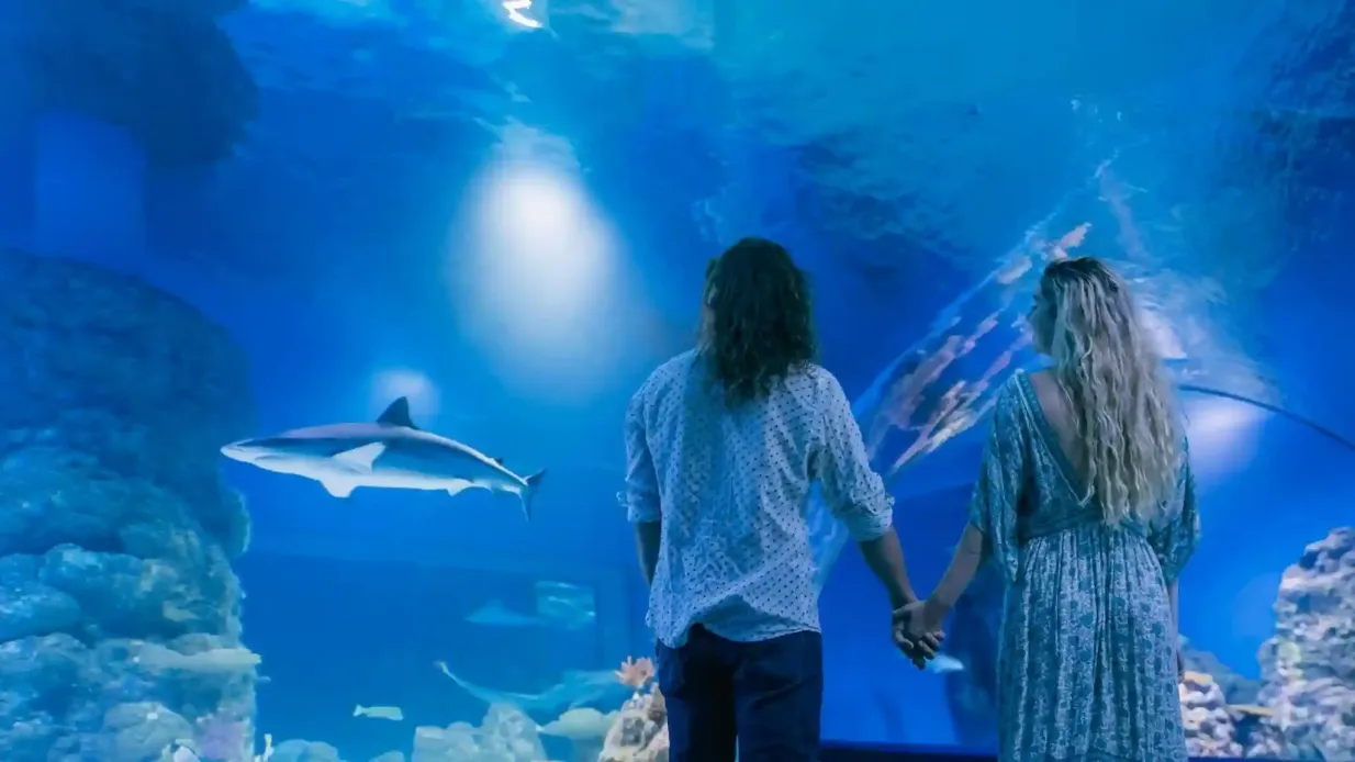 Acquario di Cairns al crepuscolo Fornito da Cairns Aquarium & Reef Research Centre Pty Ltd