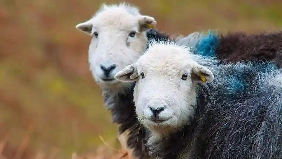 Ten Lakes Spectacular Tour from Windermere Provided by Mountain Goat