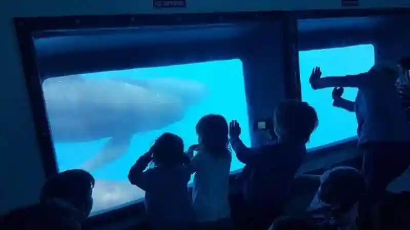 Observación de ballenas y delfines en Gibraltar desde Sevilla Operado por Naturanda