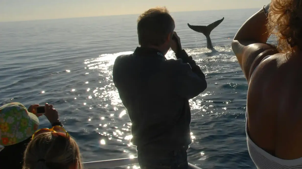 Hervey Bay : Croisière d'une demi-journée pour observer les baleines Fournie par Whalesong Cruises