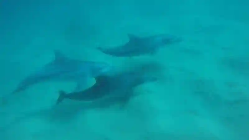 Kayak avec les dauphins : visite guidée d'une demi-journée Fournie par Byron Bay Sea Kayaks Pty Ltd trading as Cape Byron Kayaks