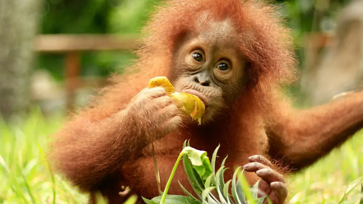 Lombok Wildlife Park: Eintrittskarte Bereitgestellt von PT. Bintang Fauna dan Flora, Indonesia (Lombok Wildlife Park)