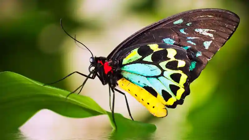 Sanctuaire australien des papillons: Billet d'entrée Fournie par Australian Butterfly Sanctuary