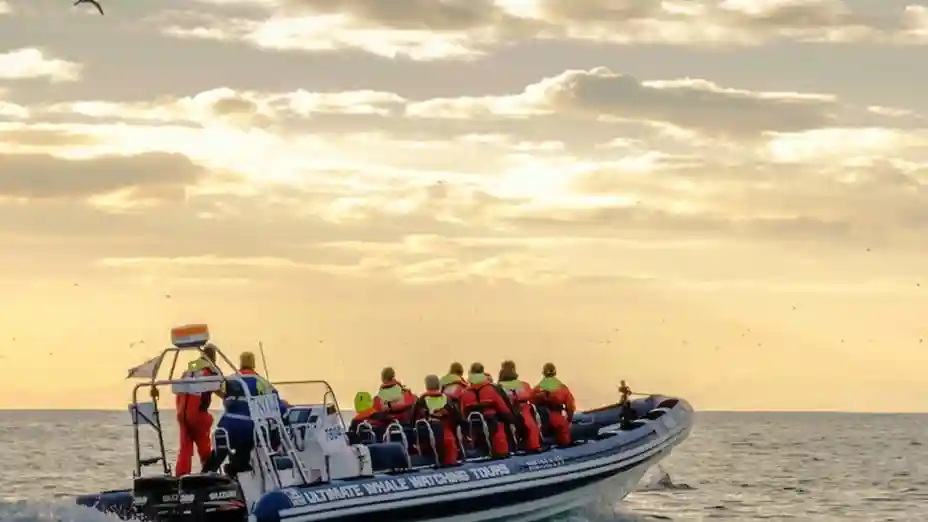 Akureyri: Midnight Sun Whale-Watching RIB Cruise Provided by Elding