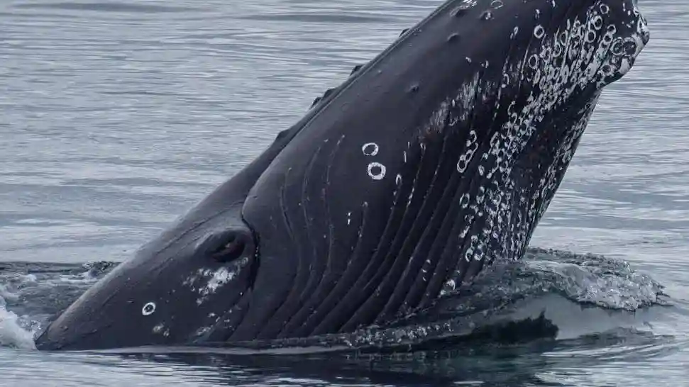 Whale Watching: Whales of Iceland Entry + RIB Boat Tour from Reykjavik Provided by Special Tours