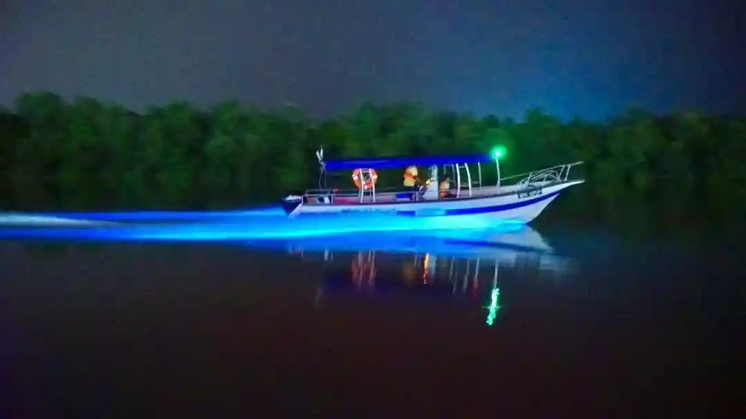 Glühwürmchen-Bootsfahrt bei Nacht in Kuala Selangor Bereitgestellt von Ivy Holidays Sdn Bhd