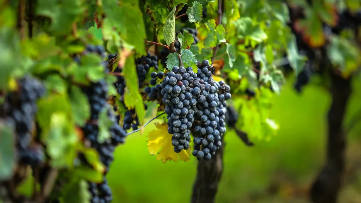 Pueblo de Saint-Émilion: Tour de vinos de medio día desde Burdeos