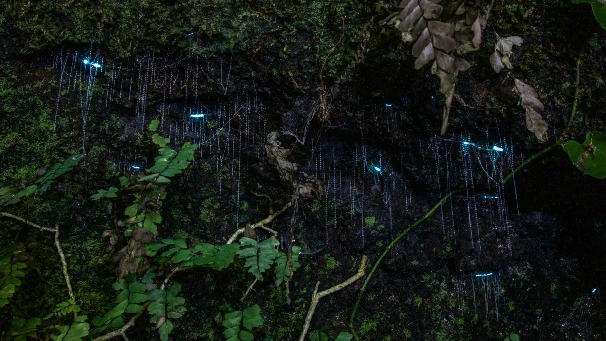 Visite nocturne de la forêt tropicale et des vers luisants depuis la Gold Coast. Fournie par Southern Cross Tours