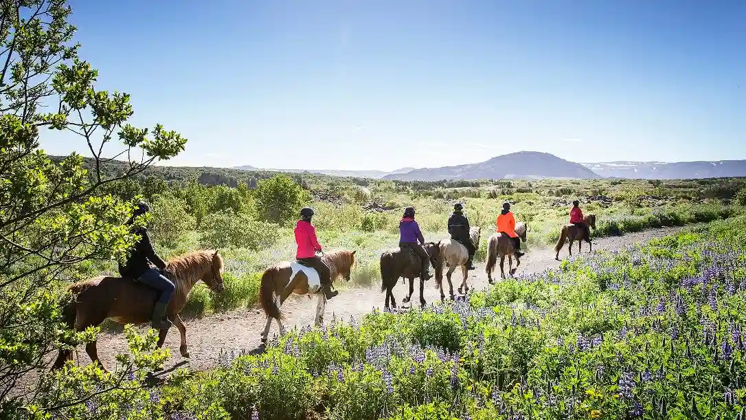 Horseback Riding with Icelandic Horses through the Lava Fields of Hafnarfjörður Provided by Ishestar