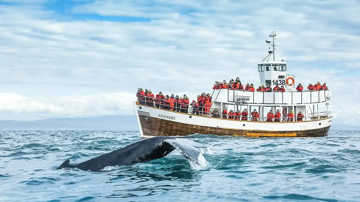 Husavík: Stille Walbeobachtungstour + Snack Bereitgestellt von North Sailing