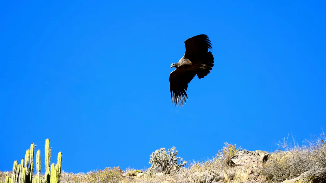 Sacred Valley Day Trip from Cusco