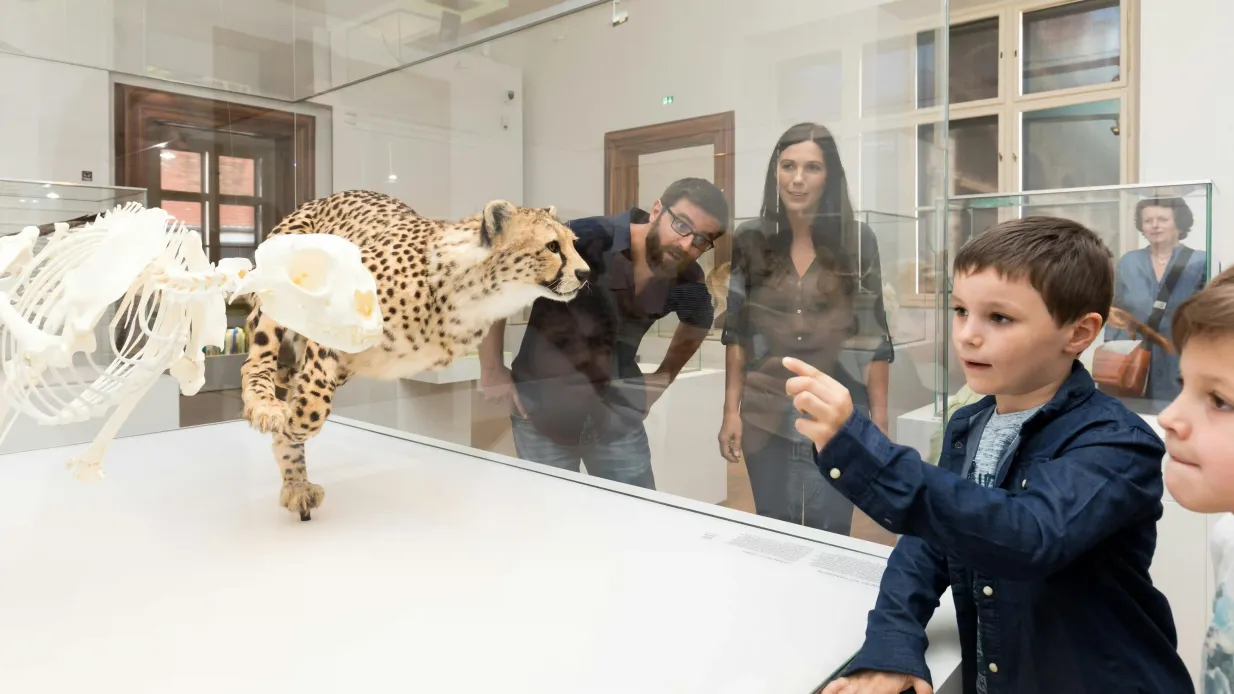 Museo de Historia Natural de Graz - Joanneumsviertel Operado por Universalmuseum Joanneum GmbH