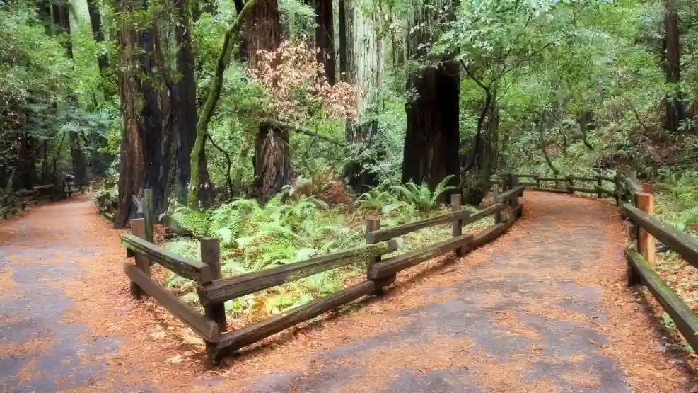 From San Francisco: Day Trip to Muir Woods & Sausalito Provided by San Francisco Incoming Services LLC