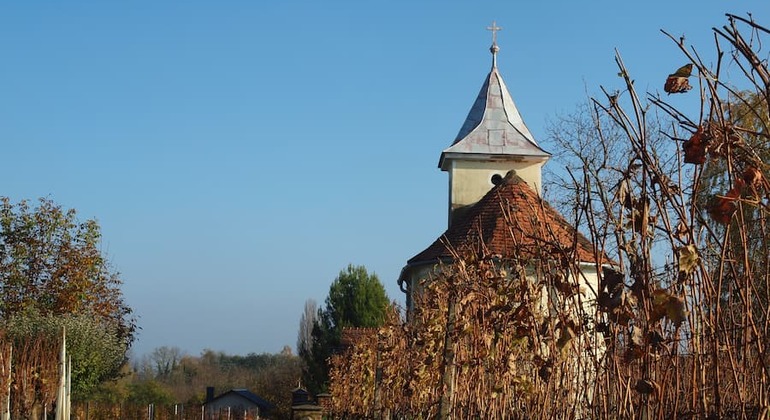 Novigrad Podravski Walking Tour of the Vineyards global.countries. &mdash; #3
