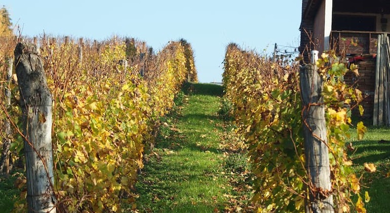 Novigrad Podravski Walking Tour of the Vineyards global.countries. &mdash; #4