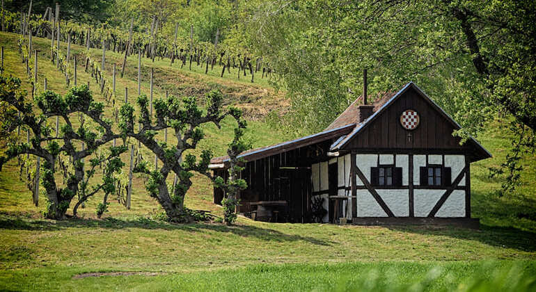 Novigrad Podravski Walking Tour of the Vineyards global.countries. &mdash; #9
