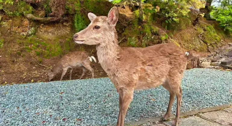 Nara: Excursión privada de un día desde Osaka o Kioto Japón &mdash; #2