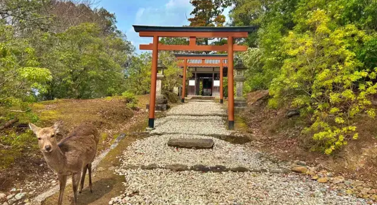 Nara: Excursión privada de un día desde Osaka o Kioto Japón &mdash; #13