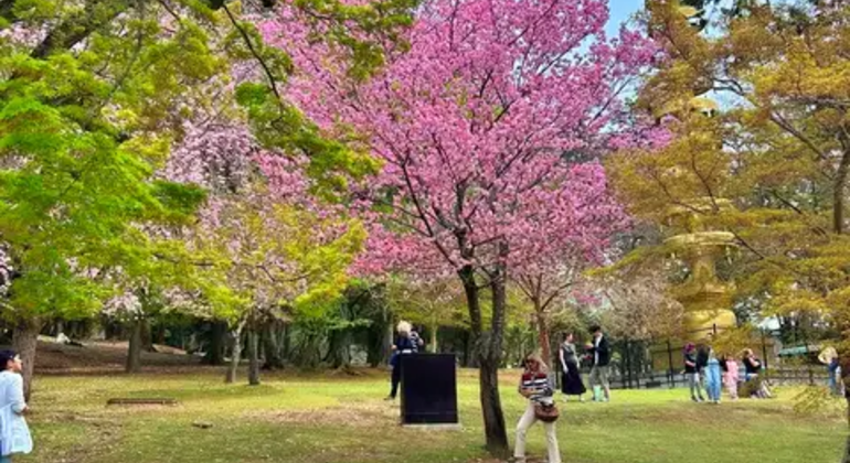 Nara: Excursión privada de un día desde Osaka o Kioto Japón &mdash; #15