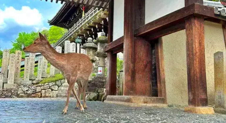 Nara: Excursión privada de un día desde Osaka o Kioto Japón &mdash; #17