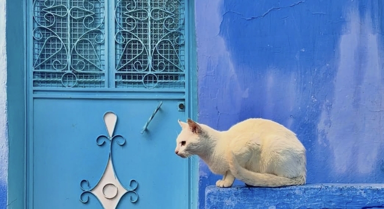 Free Morning Walk with a Local  Morocco &mdash; #2