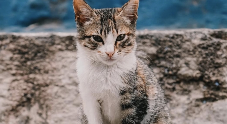 Free Morning Walk with a Local  Morocco &mdash; #5