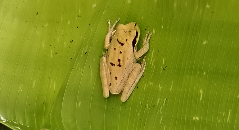 brandon-nature-tour-costa-rica-es-7