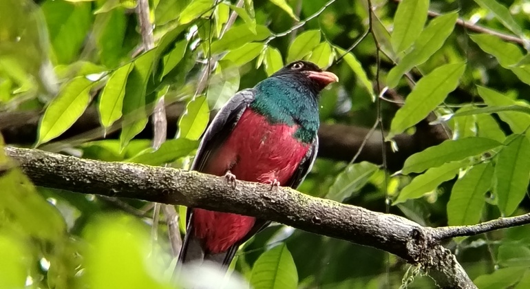 brandon-nature-tour-costa-rica-es-9