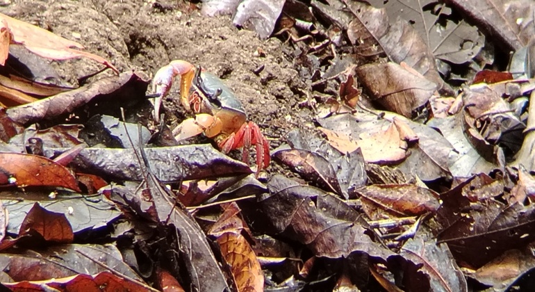brandon-nature-tour-costa-rica-es-10