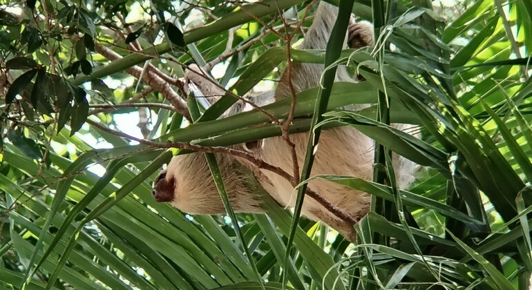 brandon-nature-tour-costa-rica-es-11
