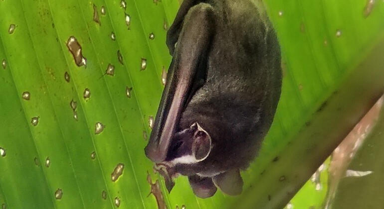 brandon-nature-tour-costa-rica-es-15