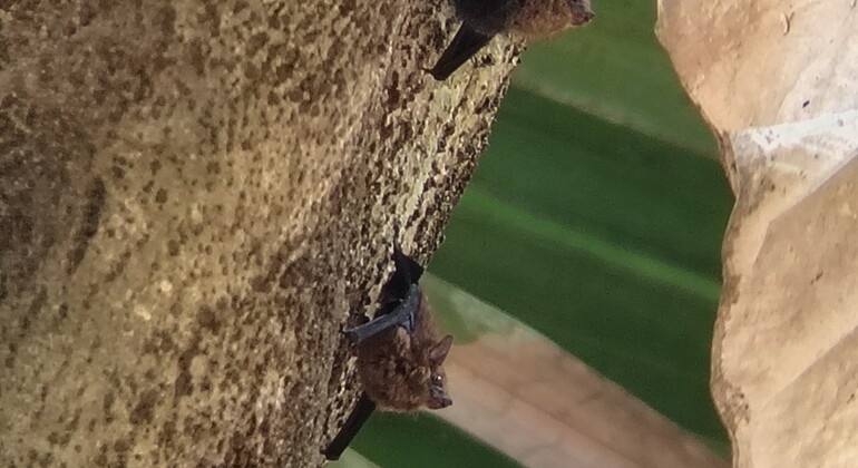 brandon-nature-tour-costa-rica-es-16
