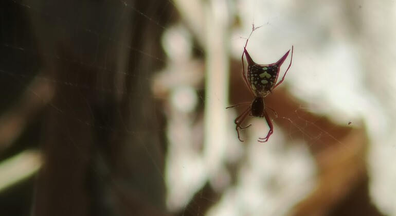 brandon-nature-tour-costa-rica-es-17