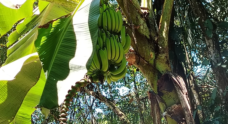 brandon-nature-tour-costa-rica-es-18