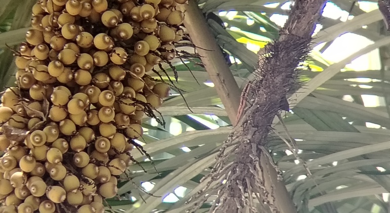 brandon-nature-tour-costa-rica-es-19