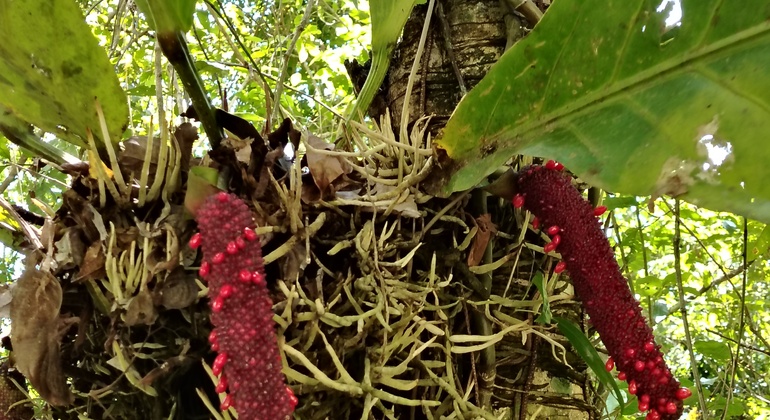 brandon-nature-tour-costa-rica-es-20