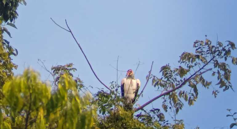 brandon-nature-tour-costa-rica-es-22