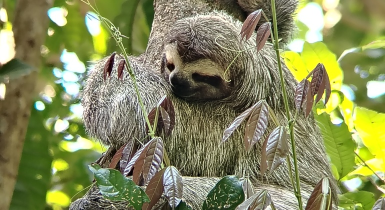 brandon-nature-tour-costa-rica-es-23