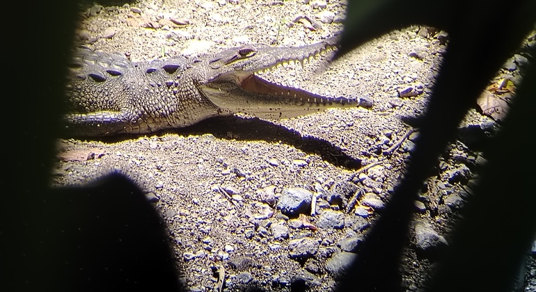 brandon-nature-tour-costa-rica-es-24