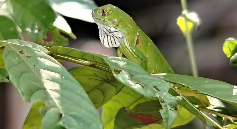 brandon-nature-tour-costa-rica-es-25