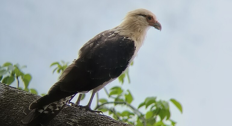 brandon-nature-tour-costa-rica-es-27