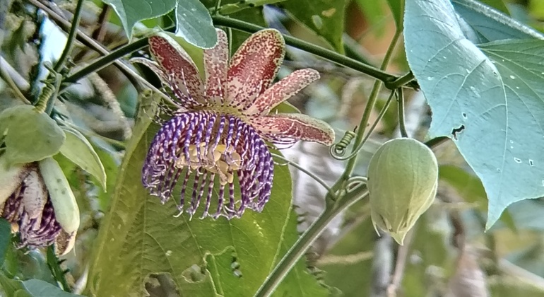 brandon-nature-tour-costa-rica-es-28